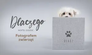 Ile zarabia fotograf zwierzęcy? Zaskakujące fakty o wynagrodzeniu