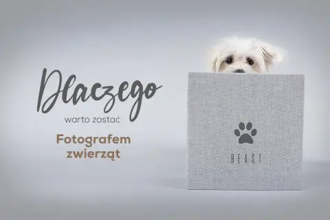 Ile zarabia fotograf zwierzęcy? Zaskakujące fakty o wynagrodzeniu