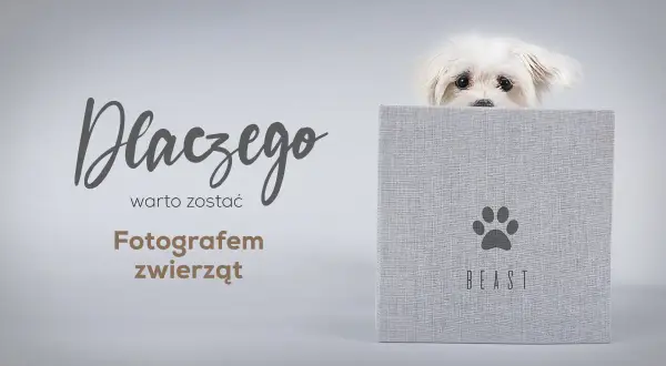 Ile zarabia fotograf zwierzęcy? Zaskakujące fakty o wynagrodzeniu